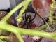 'Black Widow' Comes For A Stroll At Whole Foods